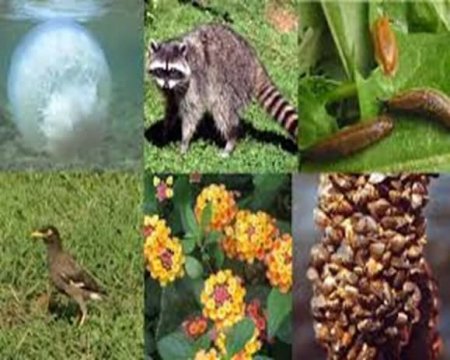 22 MAY XALQARO BIOLOGIK XILMA-XILLIK KUNI