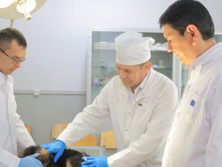 Ezgu tashabbus ostida filialda uy hayvonlariga bepul veterinariya yordami ko‘rsatilmoqdav