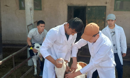 Ámeliy tájiriybe — maman qánige tayarlawdıń áhmiyetli basqıshı